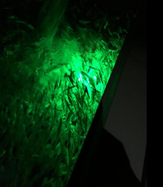 HURRISE Submersible LED Night Fishing Light - Green Malaysia