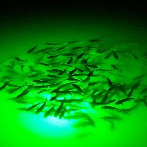 Underwater Lights for Fishing – Brightest Lights